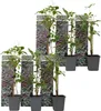 Six potted plants are arranged in front of a background depicting ivy. Podgląd zdjęcia produktu