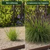Stauden Gänge 1 x Pennisetum alopecuroides 'Black Beauty' Produktbild-Vorschau 4