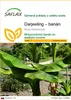 SAFLAX - Darjeeling – banán - Musa sikkimensis - 5 Semená Náhľad obrázku produktu 1
