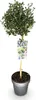 Green boutiQ - Arbre sur tige - Ceanothus impressus Voir les images du produit 2