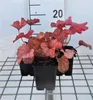 6 x  Heuchera hybr. 'Paprika' - Purpurglöckchen - Topf 9 x Produktbild-Vorschau 1