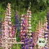 Samenliebe  Zwerglupine Samen | Bunte Mischung - Produktbild-Vorschau 4