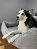 Cuccia ortopedica per cani di grossa taglia, Materasso per Anteprima dell’immagine prodotto 3