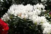 Rhododendron PG 1 Cunninghams White 40-50 cm, im Topf, Produktbild-Vorschau 1