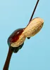 A close-up shot of a peanut being dipped in chocolate. Produktbild-Vorschau