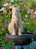 Calvendo Rote Katze auf Holzfass im blühenden Garten 1000 Produktbild-Vorschau 2