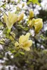 Magnolia 'Maxine Merrill', Magnolie, 60–80 cm, auffällige Produktbild-Vorschau 2