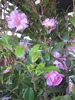Camellia sasanqua - Herbstblühende Kamilie Produktbild-Vorschau 2