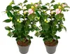 Camélia - Set de 2 - Camellia japonica 'Bonomiana' - Voir les images du produit 1