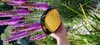 Natural Food Kvetový peľ | Včelí peľ z najčistejších lúk v Náhľad obrázku produktu 3