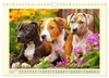 Pit Bull Terrier. Zwischen Wildblumen und Großstadtglanz Produktbild-Vorschau 10