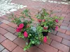 Three potted rose plants with pink flowers are arranged on a brick pathway. Produktbild-Vorschau