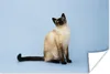 MuchoWow® Poster Eine Siamkatze in einem blauen Atelier Produktbild-Vorschau 1
