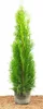 Thuja occidentalis 'Smaragd', Lebensbaum, immergrün, 60–80 Produktbild-Vorschau 2