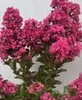 Lagerstroemia indica Purple Star ® - Chinesische Produktbild-Vorschau 1