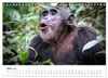 UGANDA - Berggorillas & Chimps (Wandkalender 2027 DIN A4 Produktbild-Vorschau 6