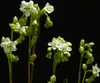 SAFLAX  - Rosolida - 50 semi - Drosera Anteprima dell’immagine prodotto 8