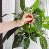 BIOPON hnojivo na kvetoucí a zelené rostliny 30ks. Náhled obrázku produktu 5