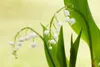 Maiglöckchen, im Topf - Convallaria majalis, weiß Produktbild-Vorschau 6