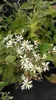 6 x  Aster divaricatus - Herbstaster - Topf 9 x 9 cm Produktbild-Vorschau 2