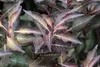 Weigela květina 'Nana Purpurea' - Weigela 50- 60 cm - Náhled obrázku produktu 3