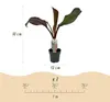 Ensete ventricosum elli – bananowiec o czerwonych liściach, Podgląd zdjęcia produktu 5