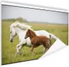 MuchoWow® Poster Pferde - Tiere - Gras 180x120 cm - Produktbild-Vorschau 1