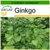 SAFLAX - Ginkgo - 4 Nasiona - Z podłożem uprawowym wolnym Podgląd zdjęcia produktu 9