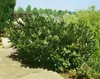 Prunus laurocerasus 'Otto Luyken', Kirschlorbeer, Produktbild-Vorschau 9