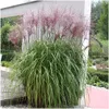 Stauden Gänge 1 x Miscanthus sinensis 'Malepartus' im 1 Produktbild-Vorschau 1