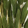 Hasenschwanzgras Deko Trockenblumen Samtgras Elegante Produktbild-Vorschau 2