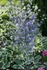Eryngium planum, żwirek płaskolistny, stalowoniebieski, Podgląd zdjęcia produktu 2