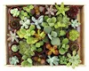 Mini sukulenty 3,5cm květináč - dřevěná krabička s 30 Náhled obrázku produktu 3