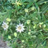 Passiflora Caerulea - ↨65Cm - Ø15 Náhľad obrázku produktu 2