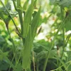 Buzzy Xotica Okra Clemson Beztŕňové semená - cca 8 gr | Náhľad obrázku produktu 3