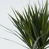 Dragonnier - Dracaena marginata - Hauteur 70-80cm - ⌀17cm Voir les images du produit 3