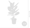 Bloomique - Ficus Elastica Robusta - Gummibaum - Produktbild-Vorschau 7