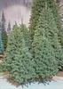 Triumph Tree Arbre de Noël artificiel Forest frosted - Voir les images du produit 15