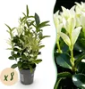 GreenboutiQ - Heckenpflanzen - Euonymus japonica Paloma Produktbild-Vorschau 2