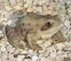 Gartenfigur Teichfigur Dekofigur Frosch Produktbild-Vorschau 2