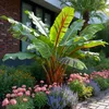 GreenboutiQ - Obstpflanze - Bananenpflanze - Musa Produktbild-Vorschau 4