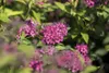 Spiraea japonica 'Anthony Waterer', Rote Sommerspiere, Produktbild-Vorschau 5