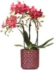 Phalaenopsis orquídea 'Congo' rojo planta de 2-3 Vista previa de la imagen del producto 1