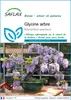 SAFLAX  - Glycine arbre - 15 graines - Bolusanthus Voir les images du produit 1