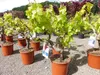 Vitis Vinifera kernlos rote & helle Trauben Weinstock, Produktbild-Vorschau 1