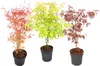 Klon japoński - 3 szt - Acer palmatum - Wysokość 60-70cm - Podgląd zdjęcia produktu 1