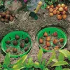 KADAX Pflanzkorb für Blumenzwiebeln, Anzuchtskorb aus Produktbild-Vorschau 15