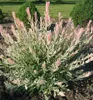 Harlekinweide (Strauch) ´HAKURO NISHIKI´ 40-50 cm, Cont. Produktbild-Vorschau 7
