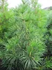Sciadopitys verticillata Big Green - japanische Schirmtanne Produktbild-Vorschau 1