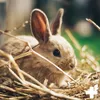 A close-up of a young rabbit nestled in straw. Produktbild-Vorschau